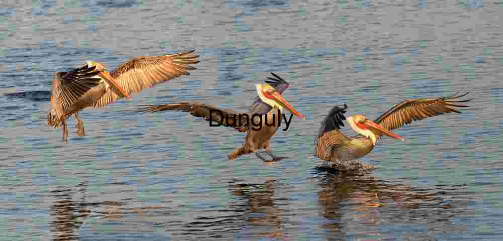 Pelican_landing_montage_Bolsa Chica Grace in Motion: Osprey Mid-Flight Elegance
