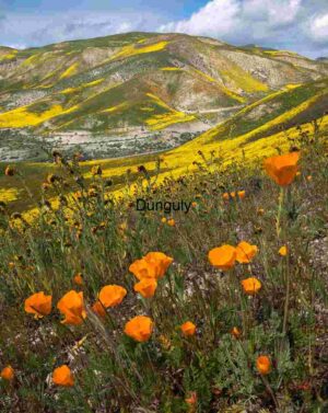 California Poppies in Bloom Across Rolling Spring Hills