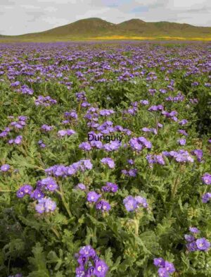 Purple Bloomscape: Wildflower Field Beneath Verdant Hills
