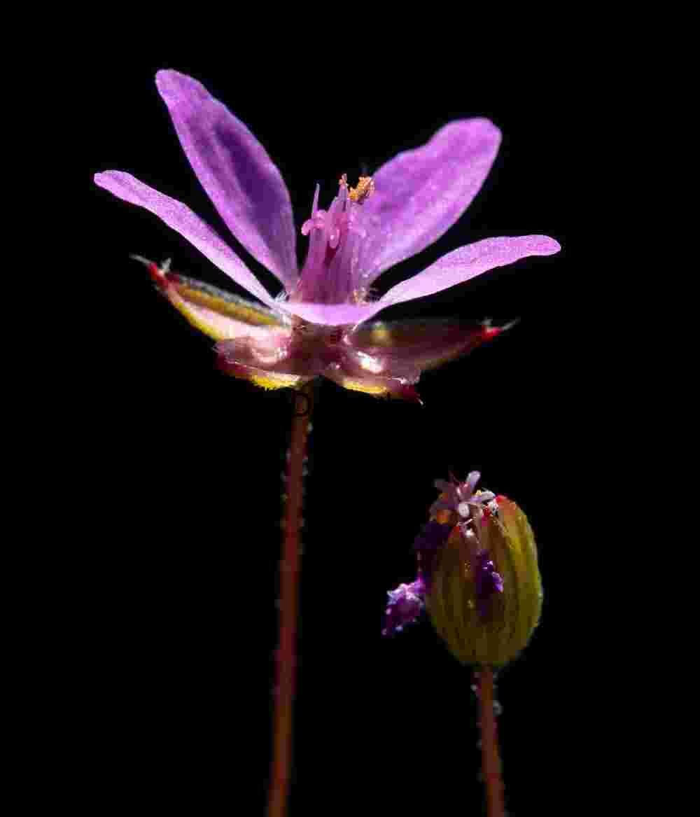 Purple flower and bud - Carrizo Plain Purple Bloom and Bud Against Black: A Study in Floral Morphology