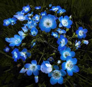Spring Symphony: Baby Blue Eyes in Bloom