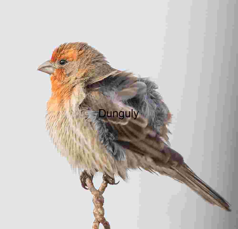 Ruffled_finch_Bolsa Chica Earthbound Elegance: Perched in Stillness