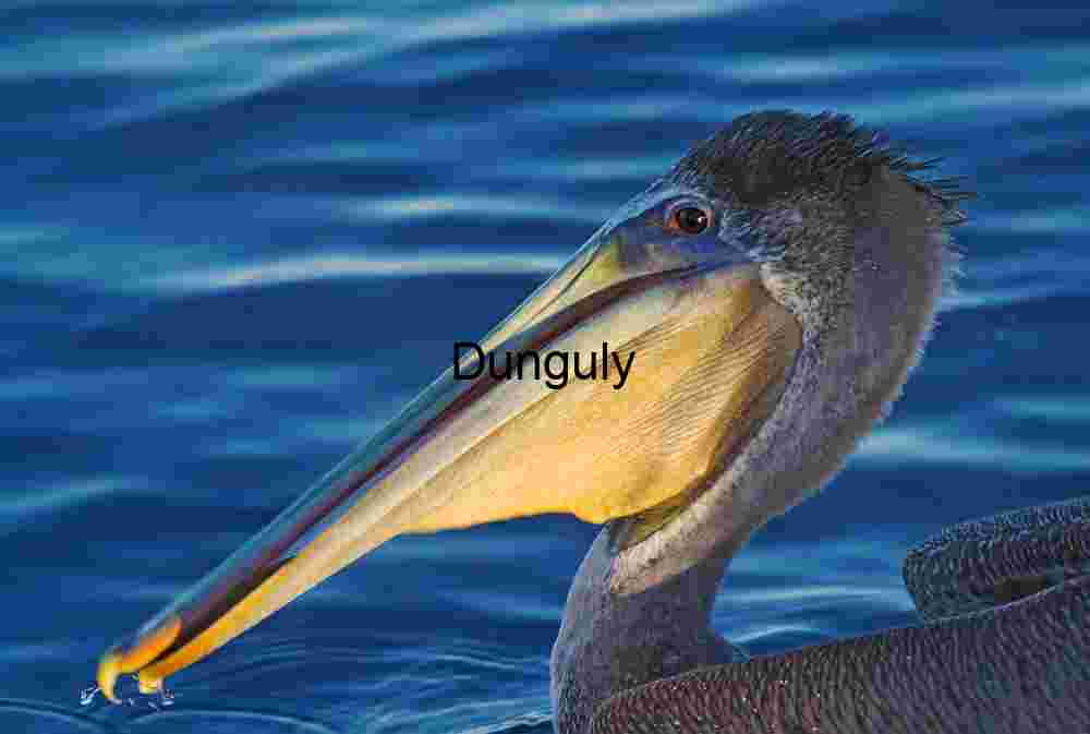 Satisfied pelican- Bolsa Chica Majestic Pelican Portrait Over Rippling Waters