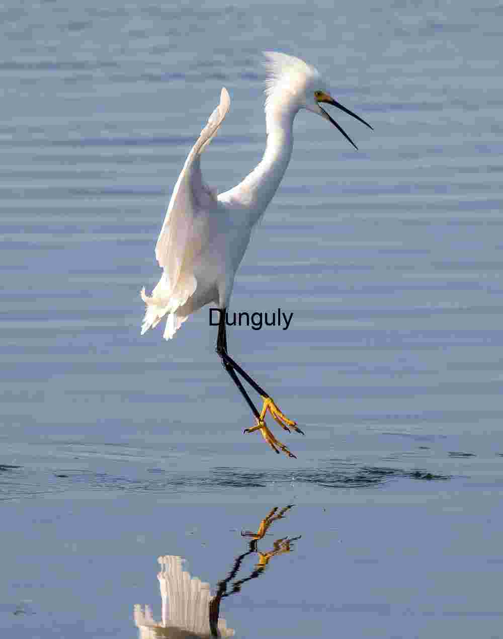 Snowy egret touchdown on water- Bolsa Chica Reflected Grace: Snowy Egret Touching Down