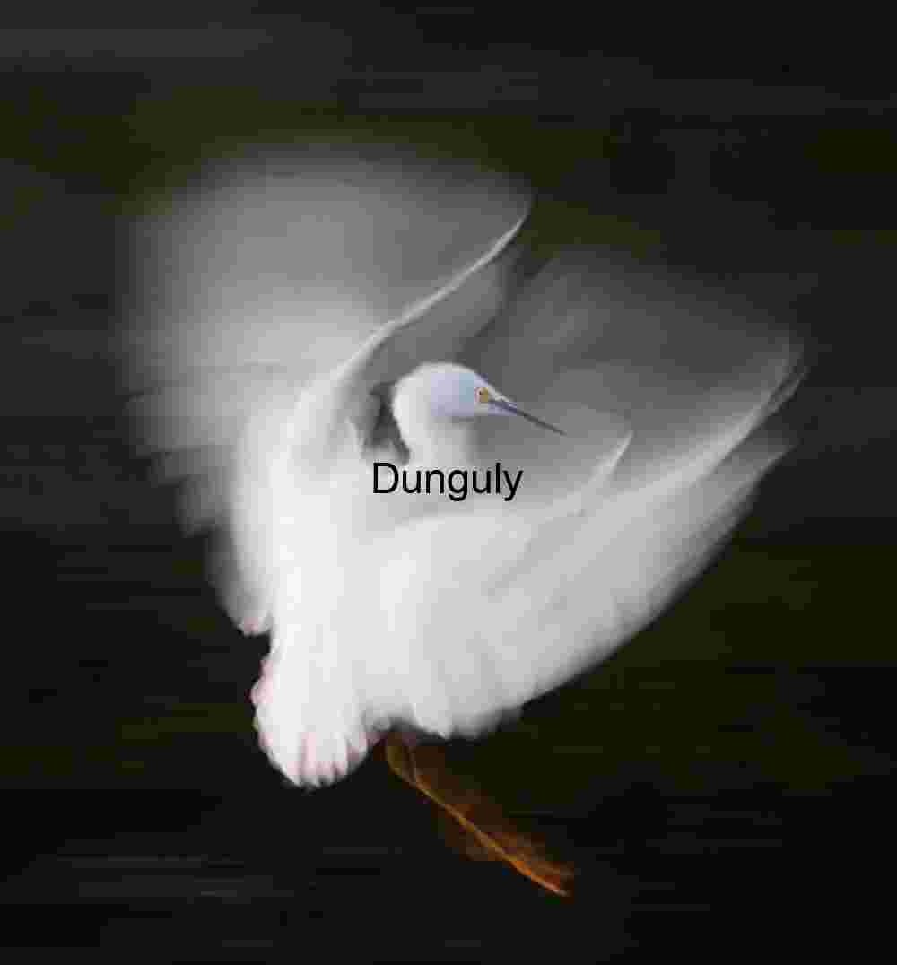 Snowy_egret_blur_Bolsa_Chica Ghost in Flight: Ethereal Egret Against Darkness