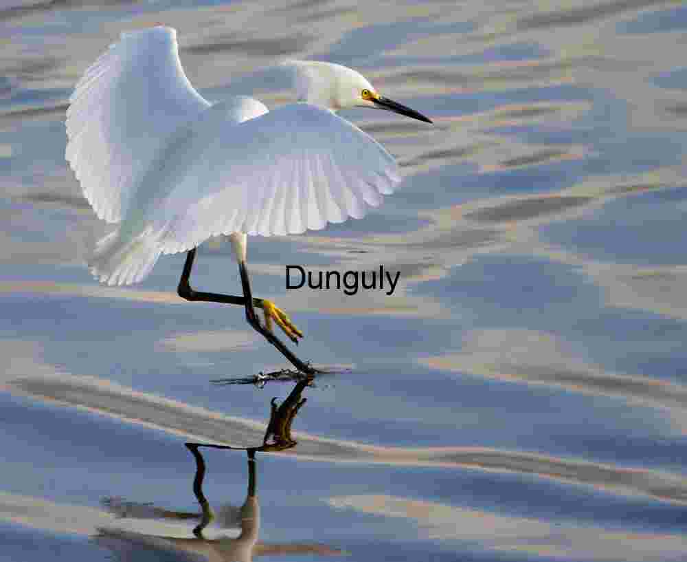 Snowy_egret_landing_on_water_Bolsa Chica Graceful Ascent: Snowy Egret Reflected in Tranquil Waters