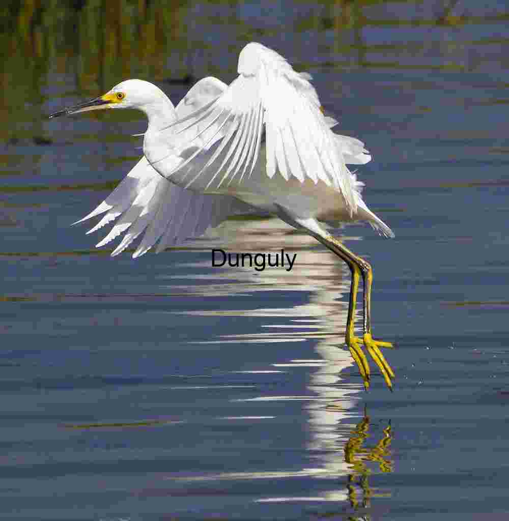 Snowy_egret_landing_over_water_Bolsa Chica Snowy Egret in Flight Over Reflective Waters