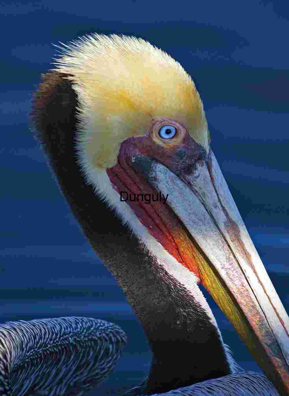 Sun-dappled pelican - Bolsa Chica Close-Up of Pelican with Colorful Beak and Crest