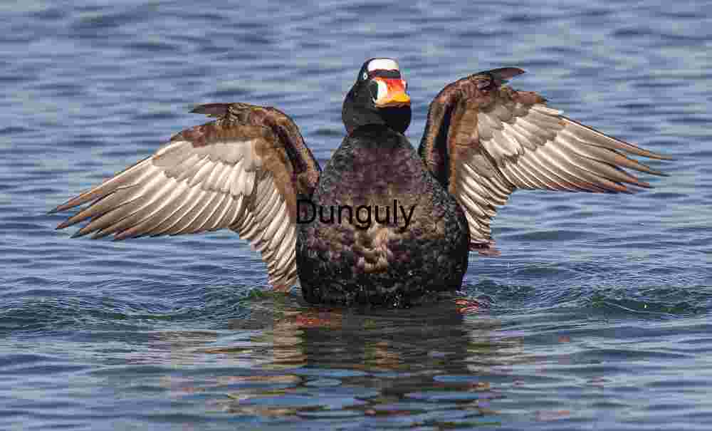 Surf_scoter_flapping_wings_Bolsa Chica Surf Scoter Displaying Wings in Calm Coastal Waters