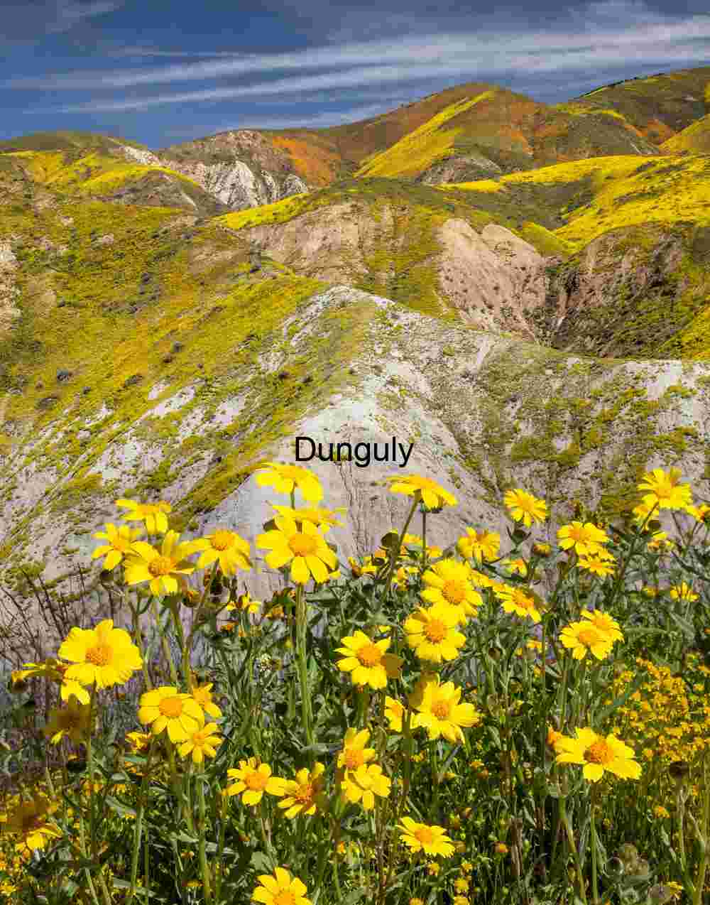 Temblor superbloom #2 Carrizo Plain Spring Surge: Wildflower Hills in Full Bloom