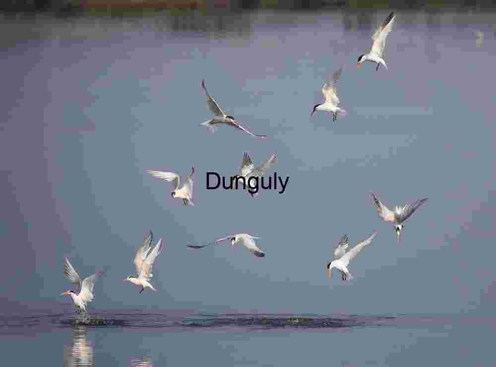 Tern_feeding_frenzy_Bolsa Chica Coastal Formation: Terns in Coordinated Flight Over Rippling Waters