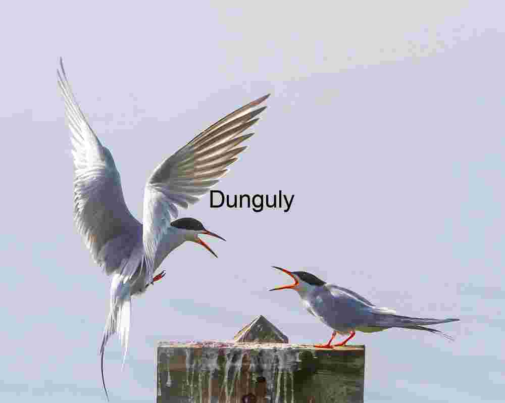 Tern_landing_Bolsa Chica Vocal Exchange: Terns Interacting on Weathered Post Against Soft Sky