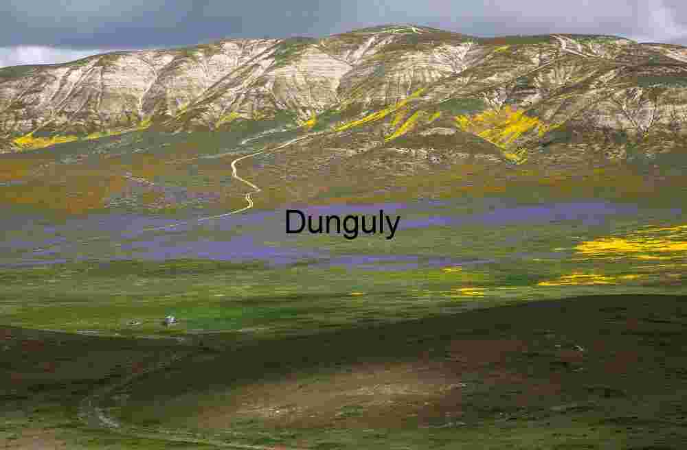 Water tank and purple carpet - Carrizo Plain Wildflower Veins: A Path Through Painted Slopes