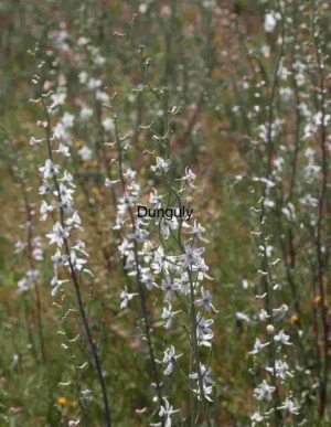 Whispers in White: Larkspurs in Bloom