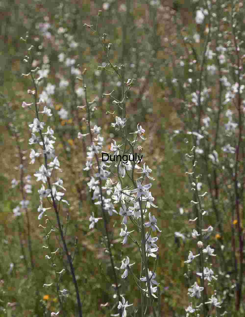 White flowers by Soda Lake overlook Whispers in White: Larkspurs in Bloom