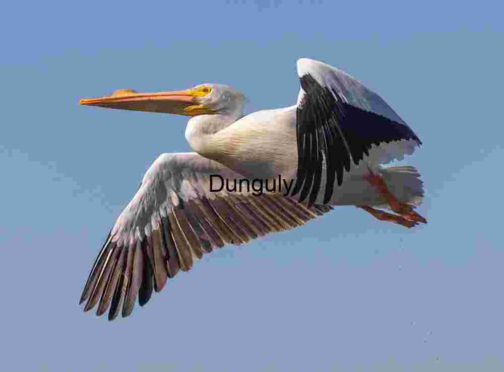 White_pelican_overhead_Bolsa Chica Winged Precision: Pelican in Flight Against Blue Sky