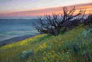 Twilight Bloom: Wildflowers Beneath a Dying Tree