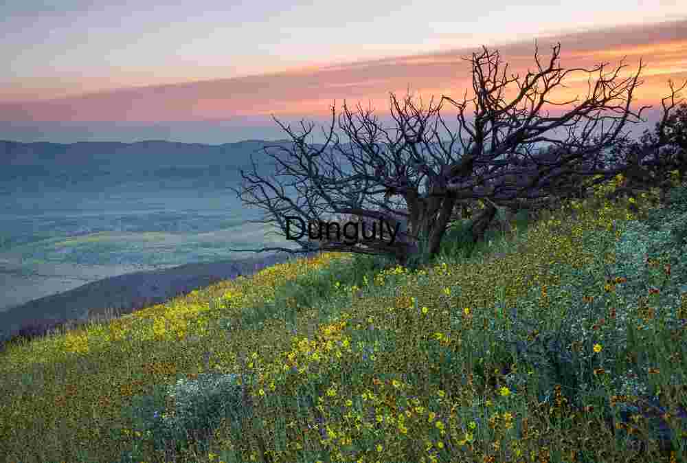 Wildflowers and dead tree sillhouette against dawn sky; Carrizo Plain National Monument Twilight Bloom: Wildflowers Beneath a Dying Tree