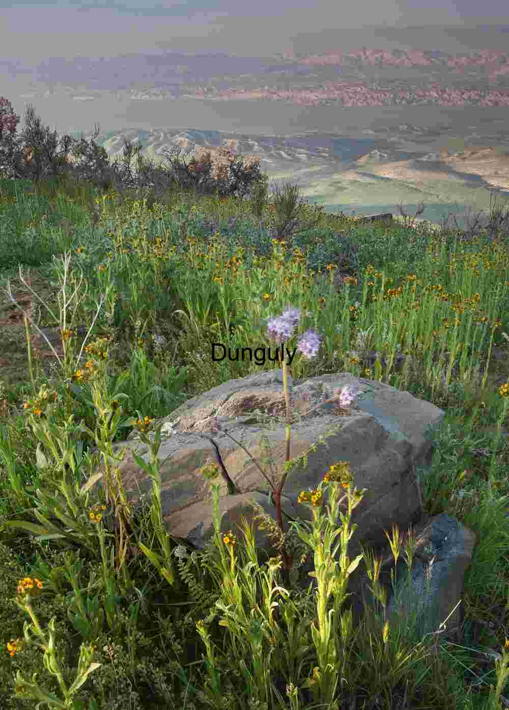 Wildflowers beginning to appear at high elevation; Carrizo Plain National Monument Rooted in Stone: Wildflowers Rising from Rock