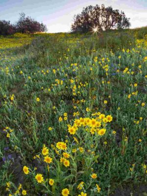 Golden Hillside: Wildflowers Beneath a Sunburst Sky