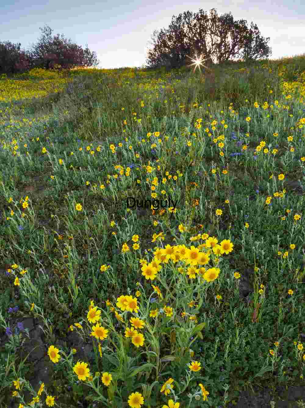 Wildflowers with sunstar tree high in the Caliente Range; Carrizo Plain National Monument Golden Hillside: Wildflowers Beneath a Sunburst Sky