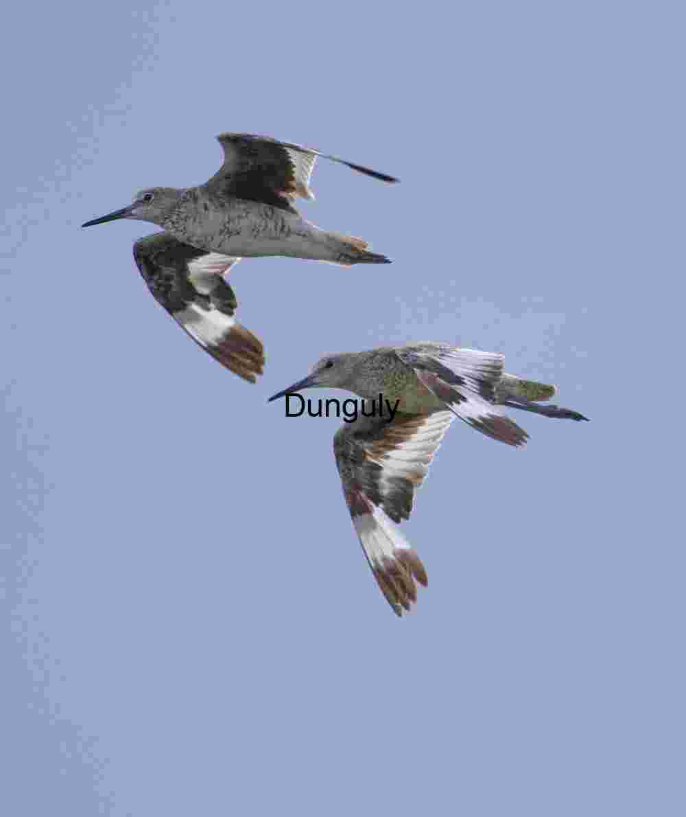 Willetts in flight; Bolsa Chica Two Shorebirds in Coordinated Flight Against Blue Sky