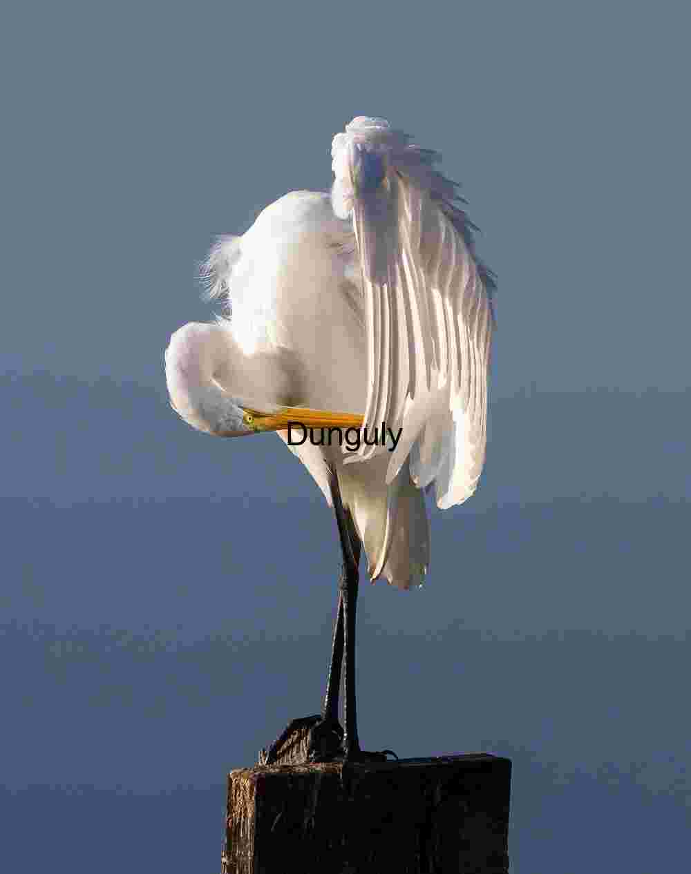 Wing_grooming_Great_egret_Bolsa_Chica Feather Ritual: Egret Preening on Wooden Post