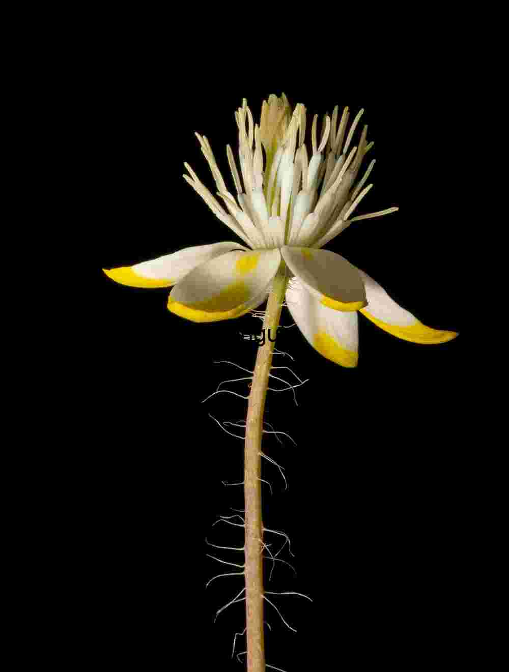 Yellow and white flower- Carrizo Plain Singular Bloom: White Petals with Yellow Tips on Black