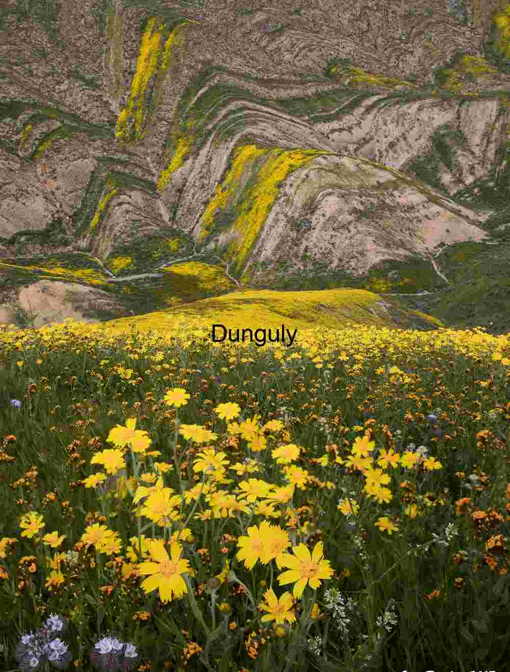 Yellow daisied everywhere!- Carrizo Plain National Monument Floral Surge: Wildflowers Flowing Through Striated Hills