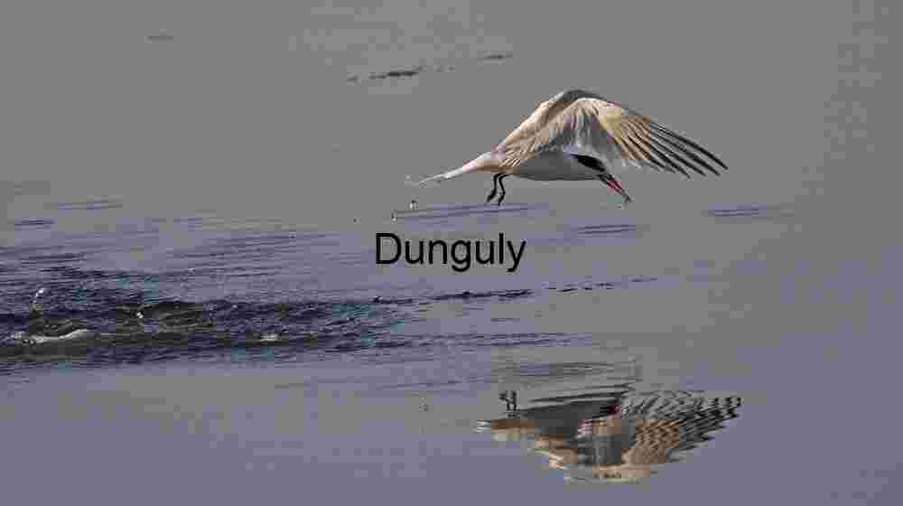 tasty morsel - Bolsa Chica White Tern Skims Water Surface in Mid-Flight