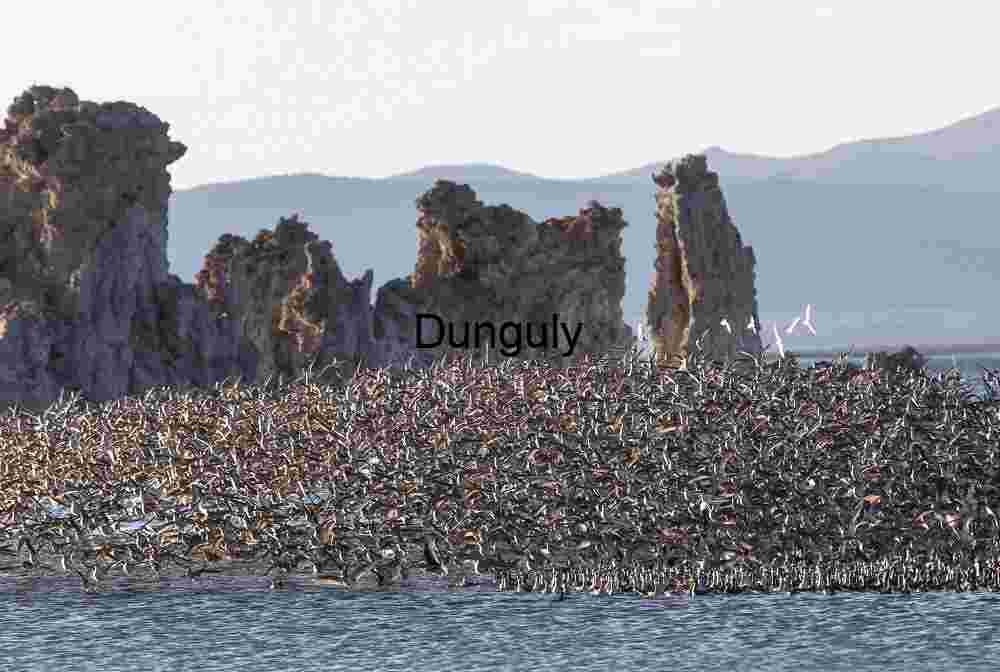 A density of phalaropes before tufa towers, Mono Lake-2 Surge in the Sky: Migratory Flock Over Mono Lake Tufa