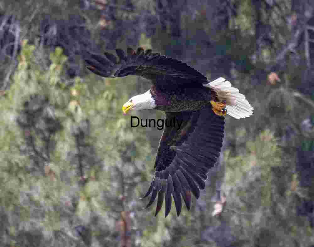 Bald eagle in flight, wings down; Lewiston Lake Wings of Resolve: Bald Eagle Over Forest Canopy