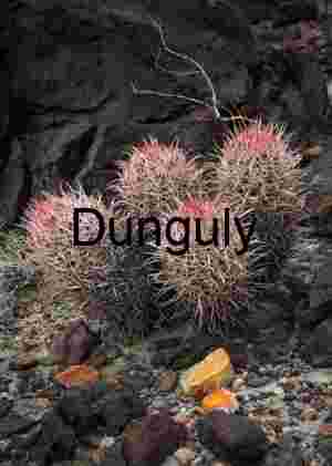 Barrel Cacti Growing Among Volcanic Rocks in Harsh Desert Terrain