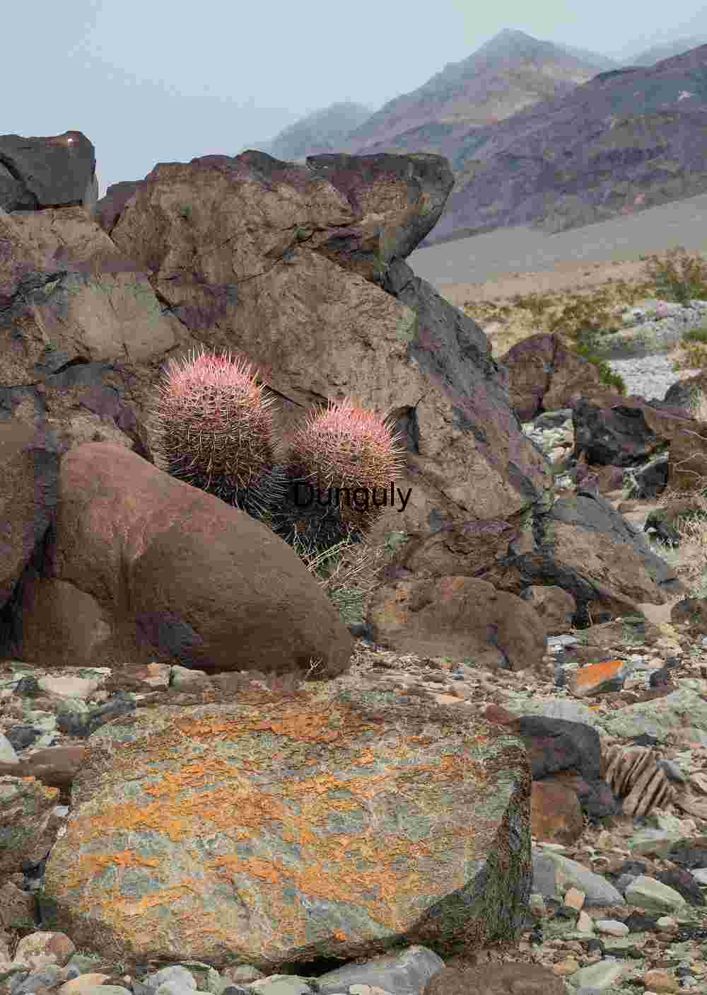 Barrel cacti among lava, #3, Saline Valley, California Volcanic Rock Landscape with Resilient Barrel Cactus Growth