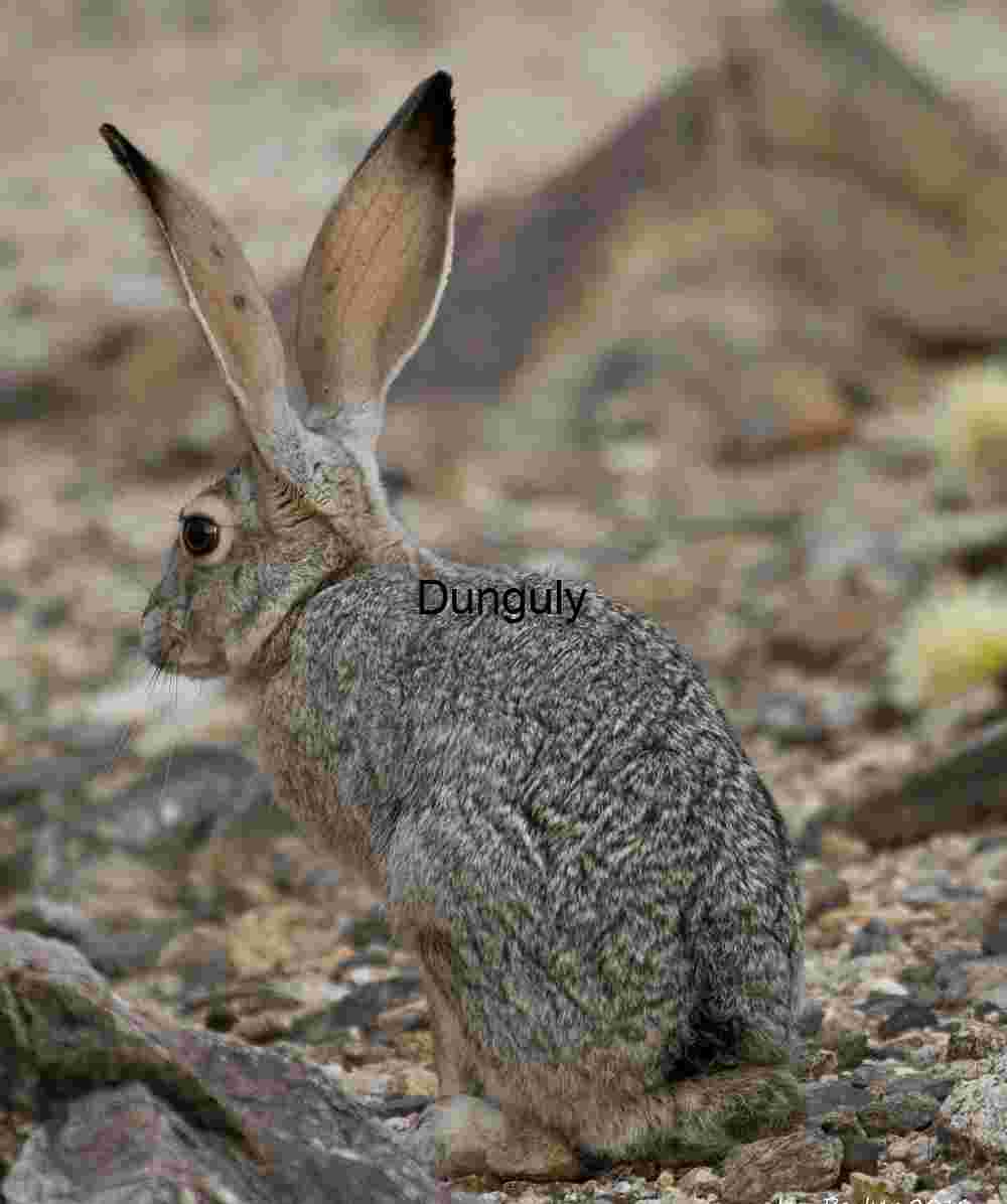Big ears - Jackrabbit in Cholla Garden, Joshua Tree Desert Sentinel: Jackrabbit in Rocky Terrain