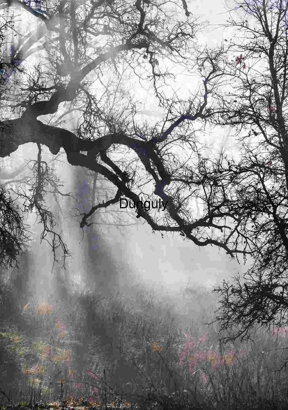 Branch silhouettes against mist- Sierra Foothills Misty Forest Silhouettes with Sunlit Branches