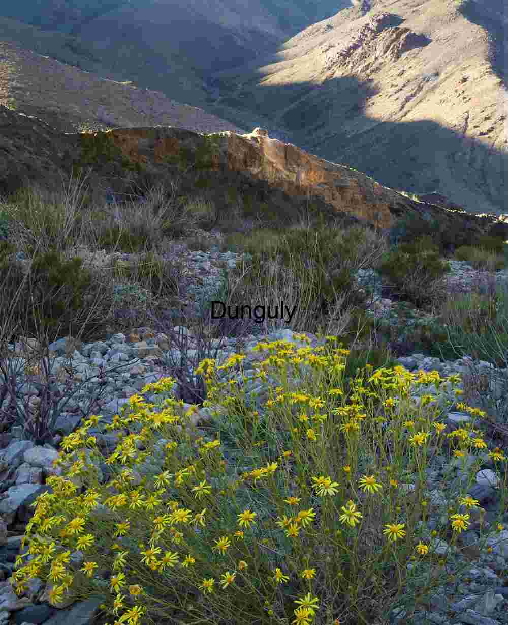Brittlebrush- Trail Canyon, Death Valley National Park Bloom Against the Barren: Yellow Wildflowers in Desert Silence