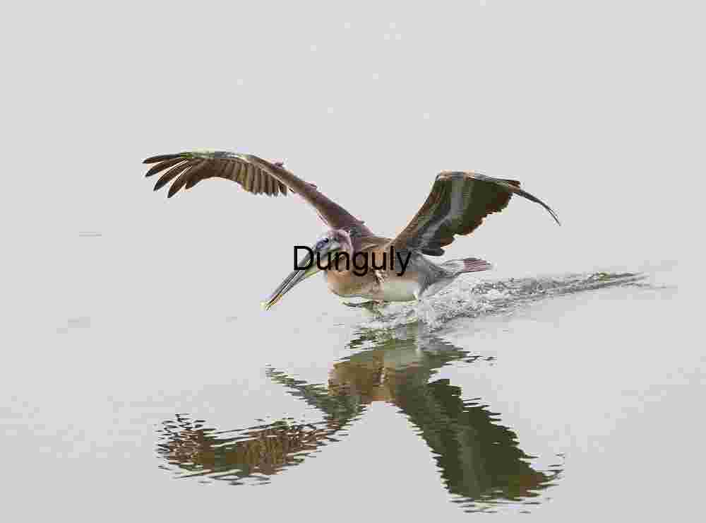 Brown pelican touch-down, San Joaquin Wildlife Sanctuary Wild Pelican Flight Over Water Surface with Splash and Reflection