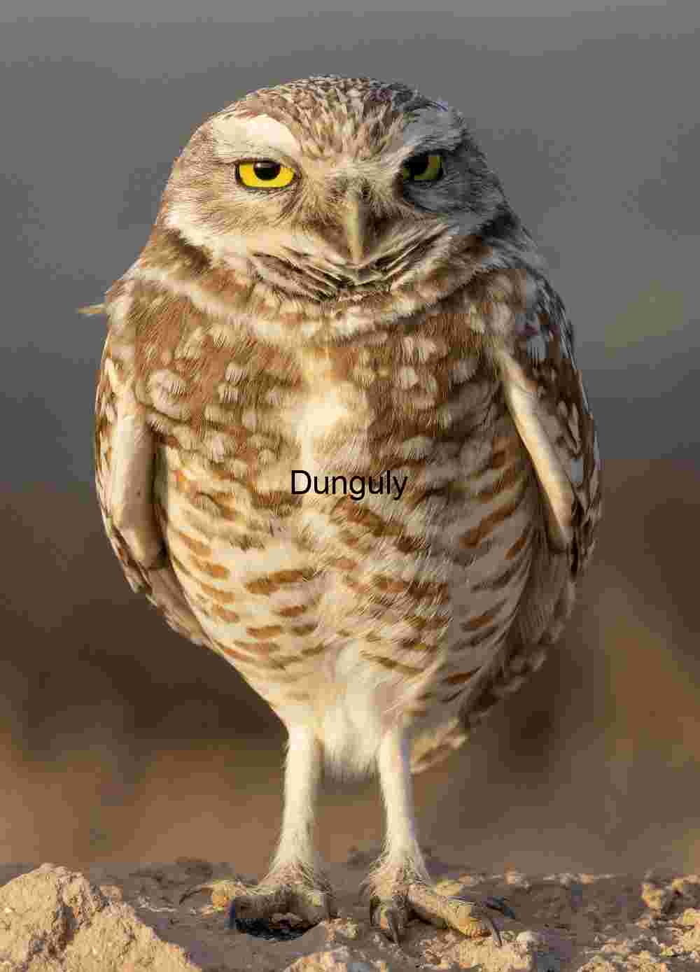 Burrowing owl perched looking at camera; Salton Sea Burrowing Owl Standing on Sandy Ground