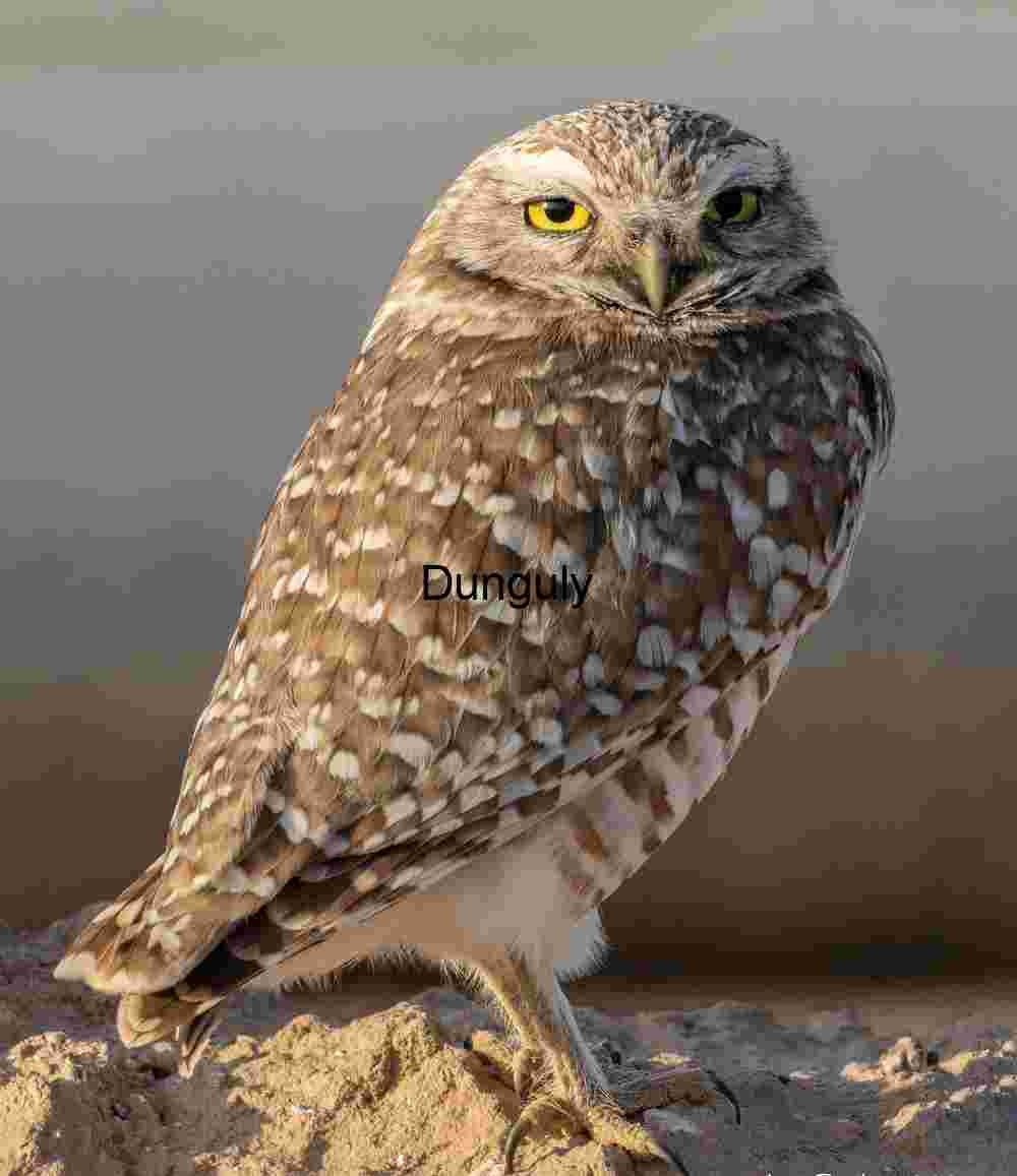 Burrowing owl perched outside nest; Salton Sea Wild Burrowing Owl with Yellow Eyes in Natural Habitat