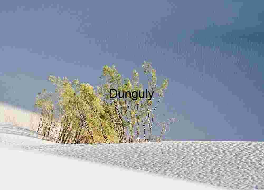 Bush and blue shadows - Stovepipe Wells Dunes Resilience in the Dunes: Green Life on White Sands