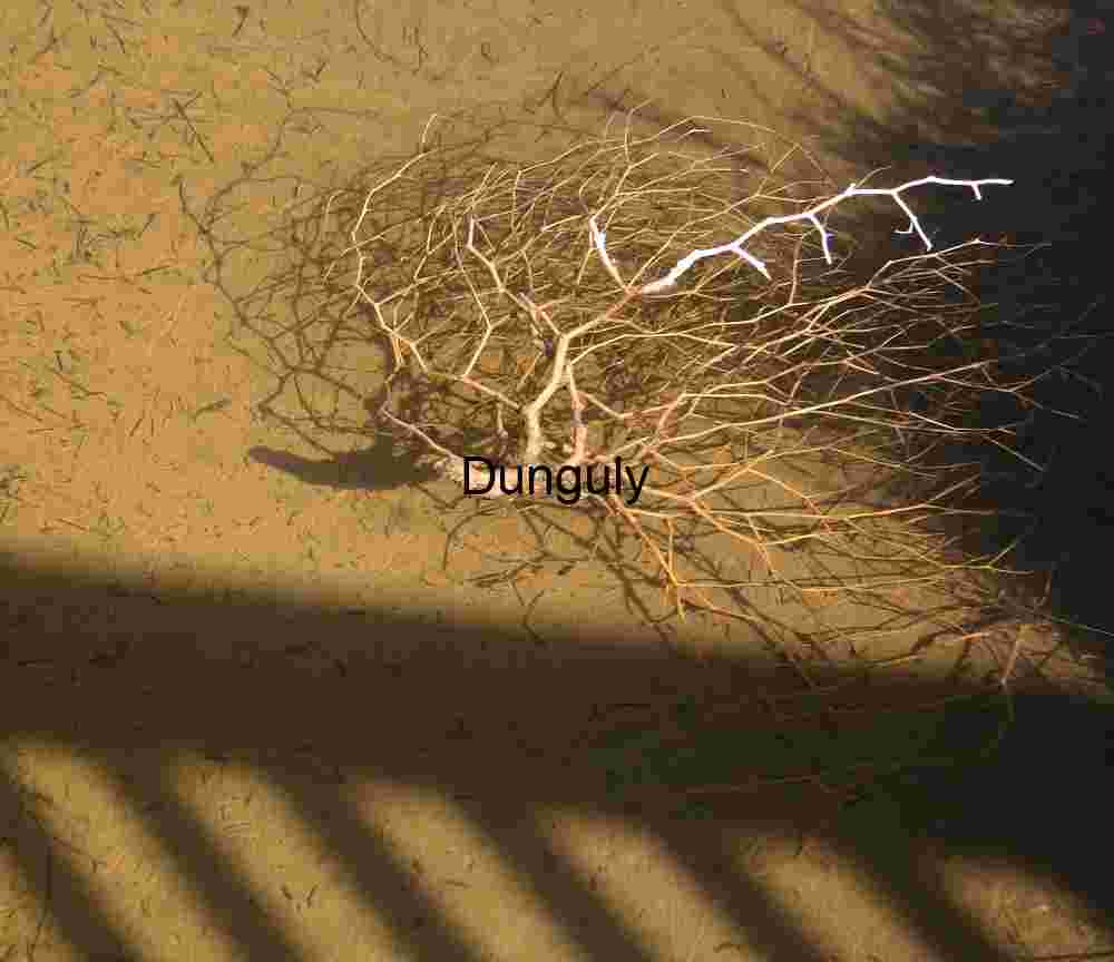 Bush and bridge shadow, Salt Creek, Death Valley Entangled Stillness: Tumbleweed Beneath the Surface