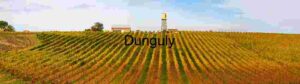 Golden Vineyard Panorama in California Wine Country
