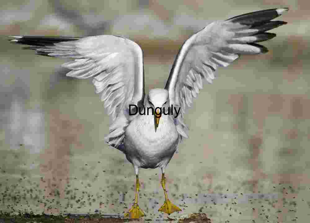California gull and alkali flies, Mono Lake, California Poised for Flight: Seagull in Winged Suspension