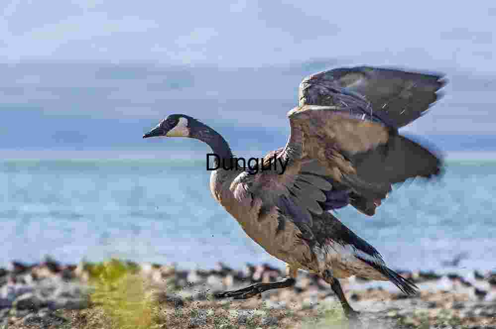 Canada goose running thtrough alkali flies, Mono Lake Lift and Landing: Canada Goose in Motion by the Lake