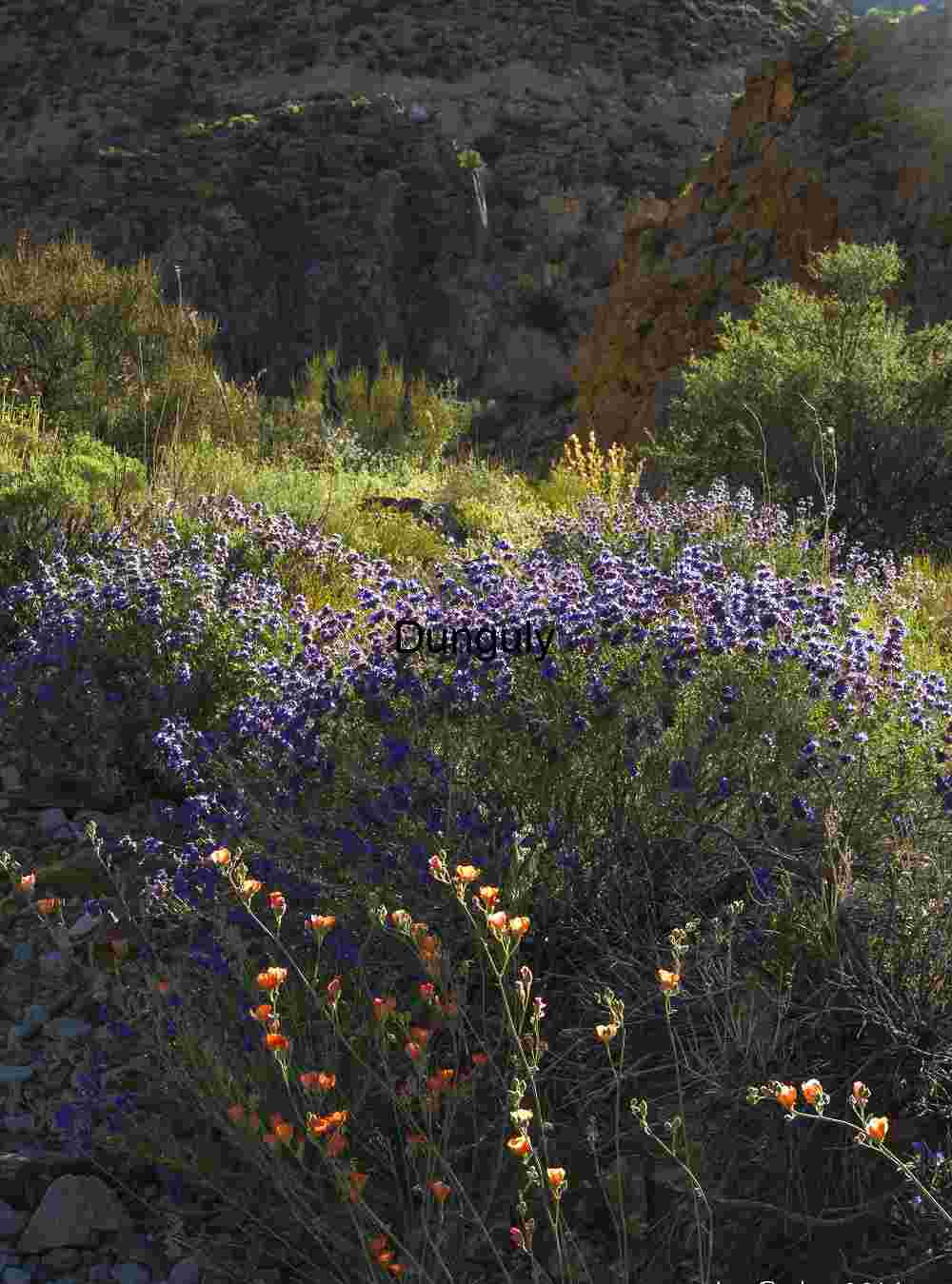 Canyon wildflowers; Trail Canyon, Death Valley National Park Desert in Bloom: Wildflowers Beneath the Cliffs