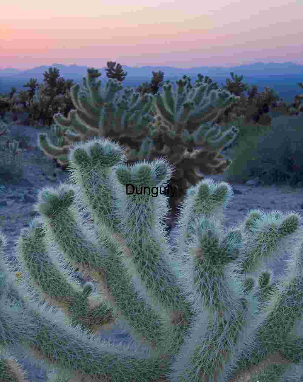 Cholla Garden dawn Joshua Tree N.P. Furnace Light: Cholla Cacti Beneath a Desert Sky
