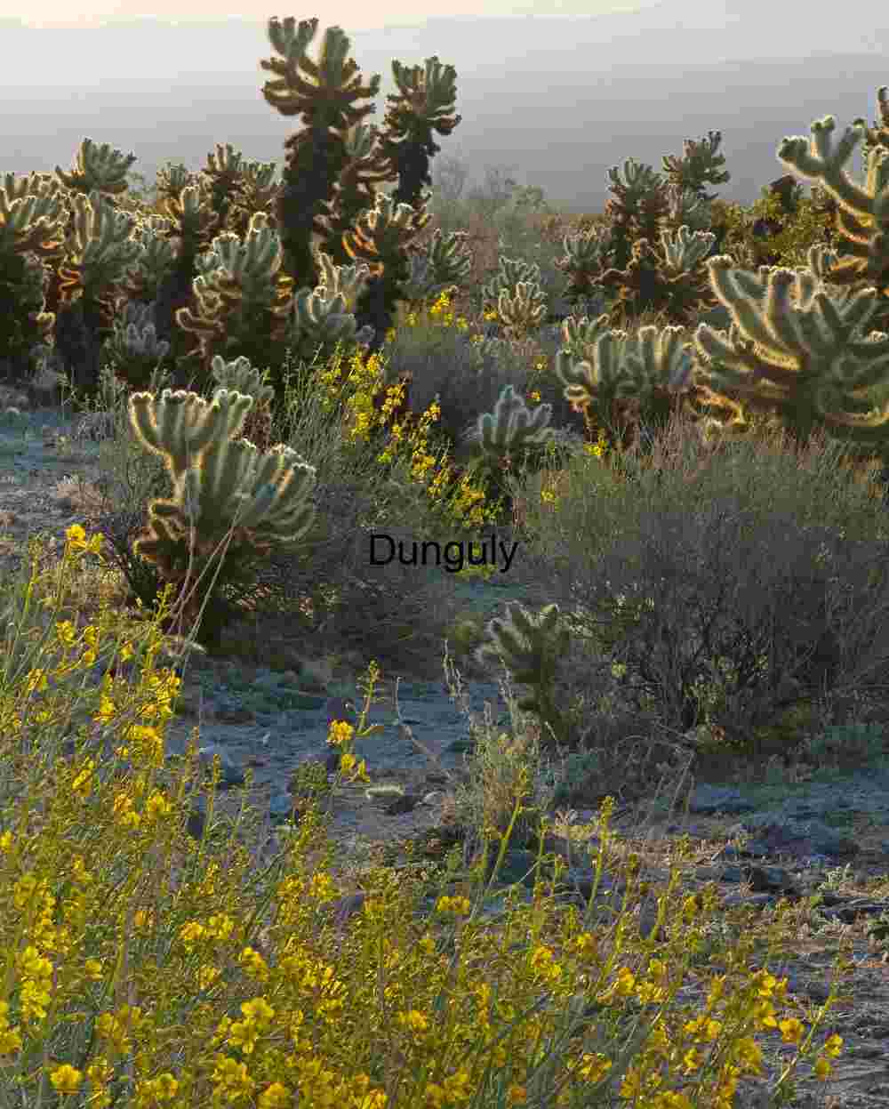 Cholla Garden flowers; Joshua Tree N.P. Desert Bloom: Cholla Cacti and Wildflowers in Morning Haze