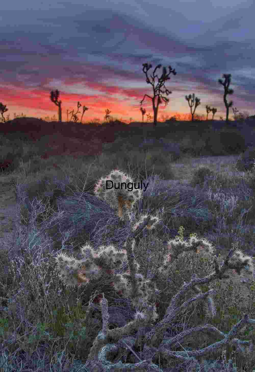Cholla and joshua trees before sunrise- Joshua Tree National Park Twilight Reverie: Cholla and Joshua Trees in Desert Glow