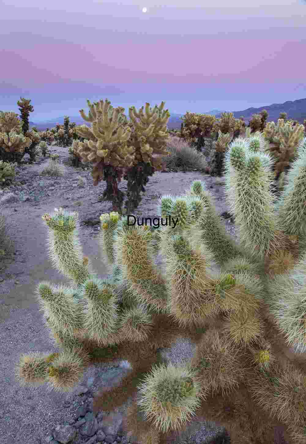 Chollas with moon and earth-shadow- Joshua Tree National Park Cholla Cactus with Moon and Earth Shadow – Joshua Tree National Park